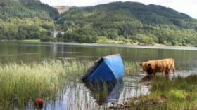 Loch Lomond tent cow